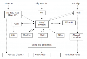 đường nhiễm độc Arsenic